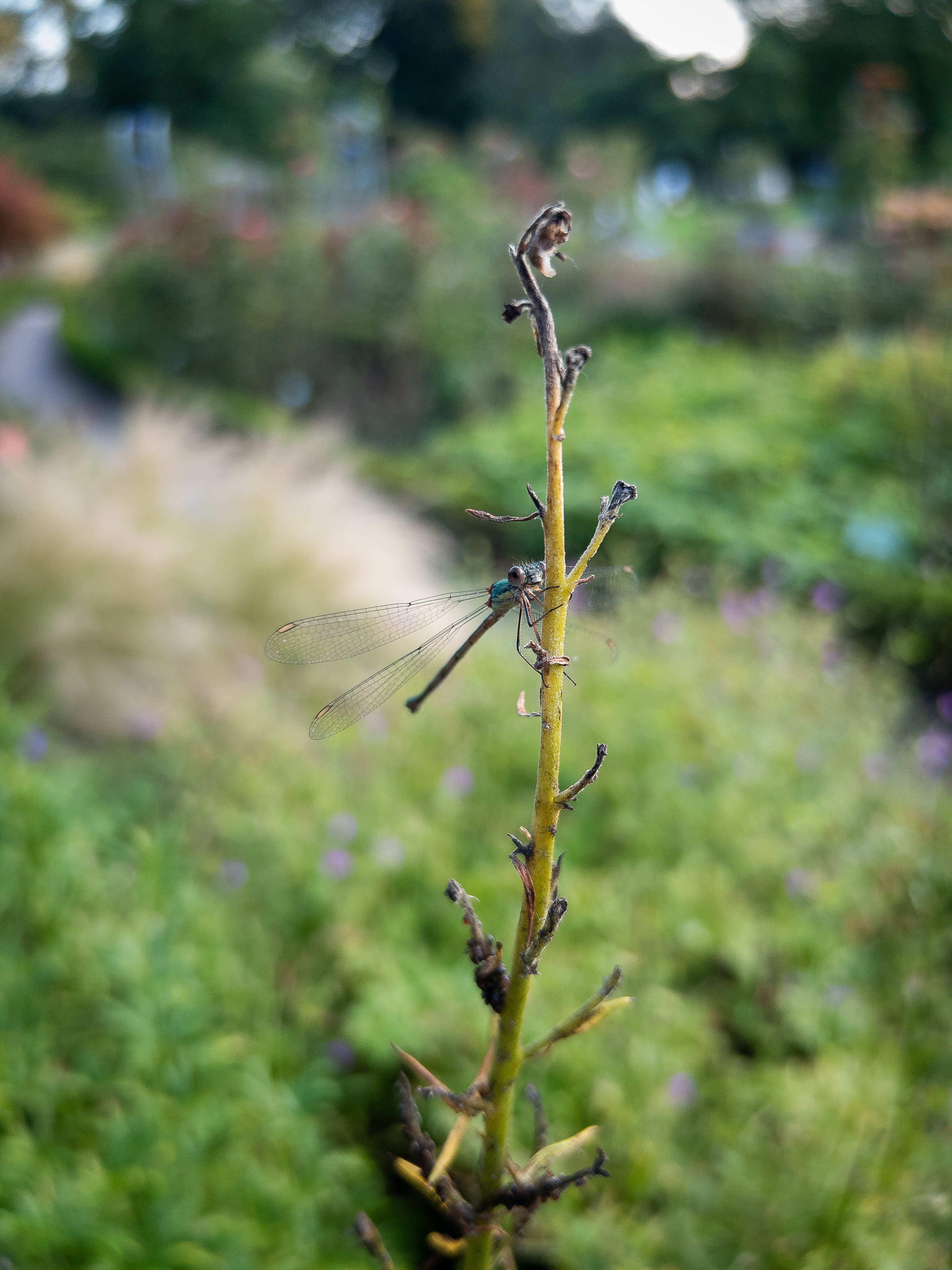 Süße Libelle ☺️
